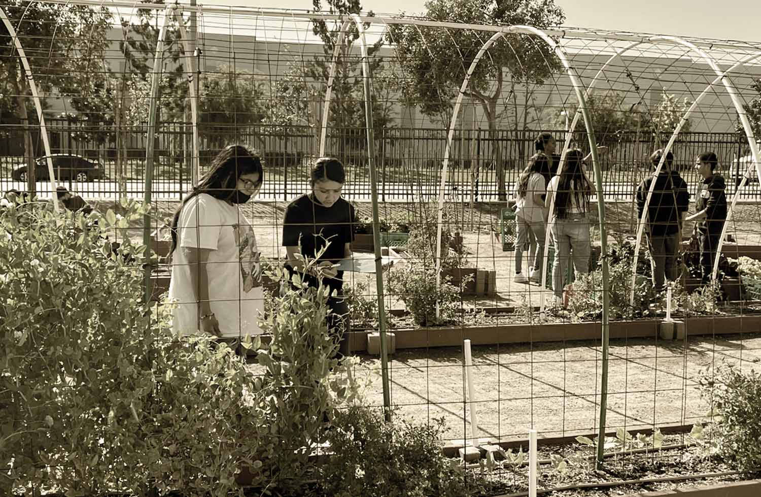 Students working outside in enclosed garden