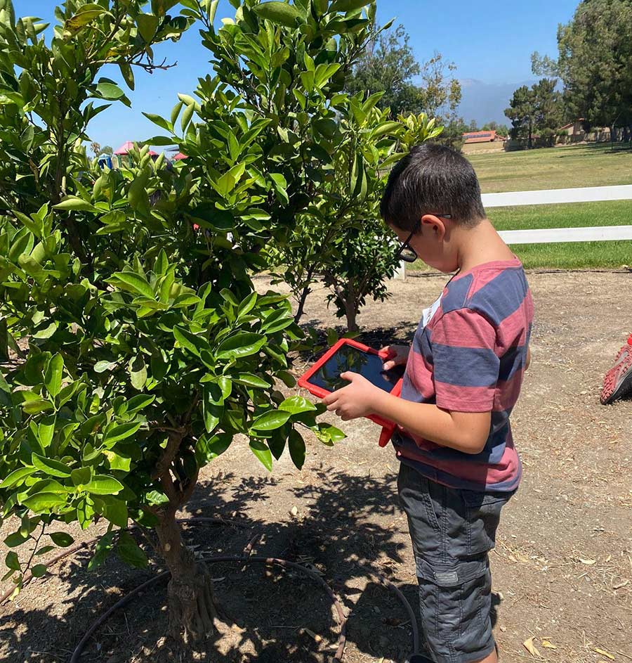 A student looking at an ipad while standing in front of a tree