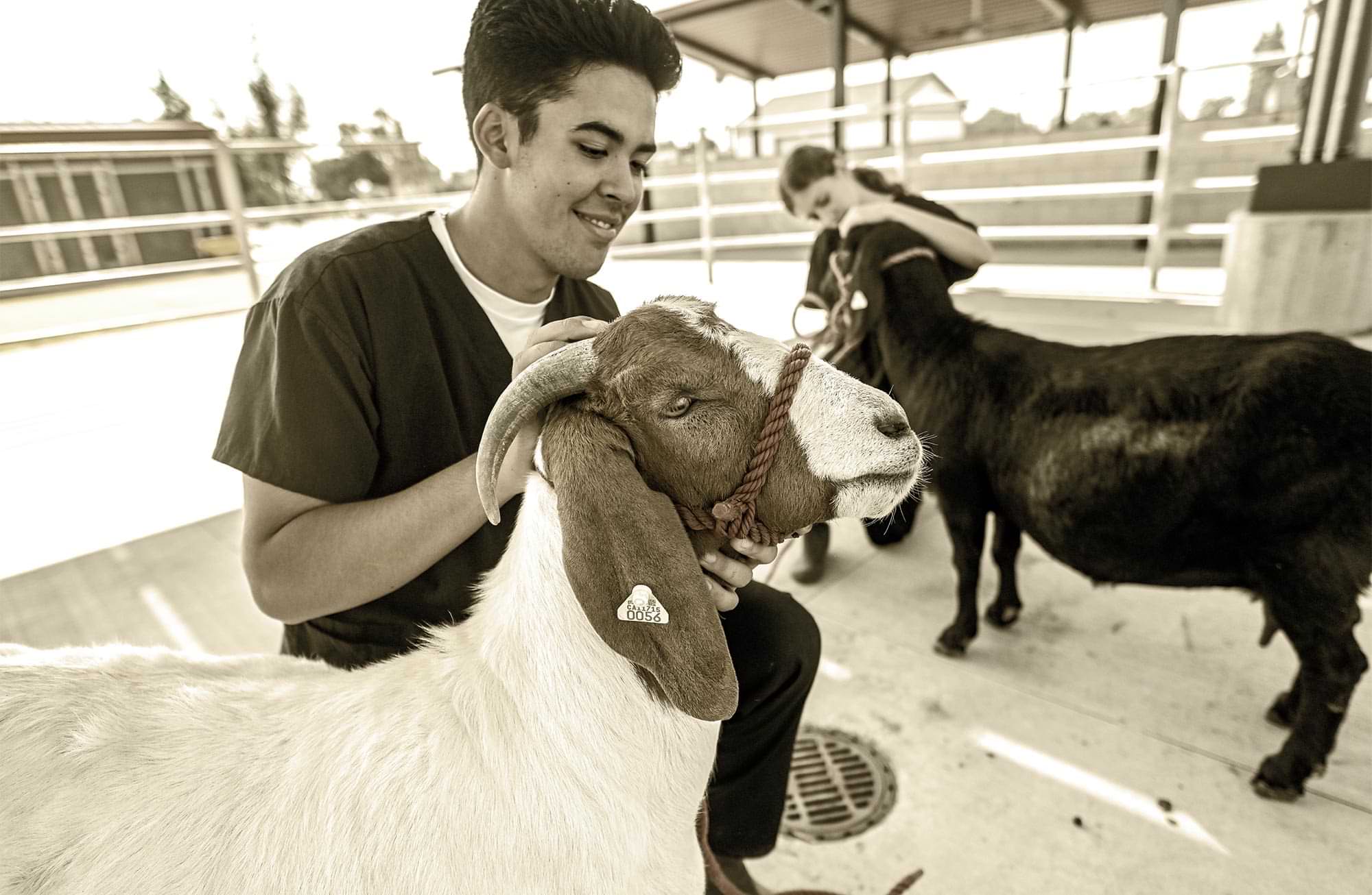 two male and female Covina High School students participating in the Agriculture Program “The Farm” tend to to goats