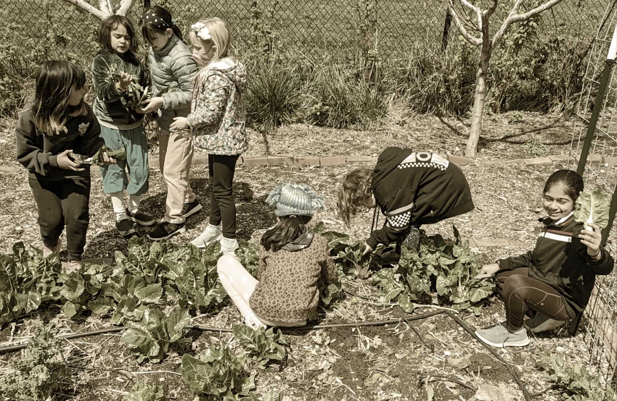 a small group of elementary aged children harvest leafy green crops in a small garden