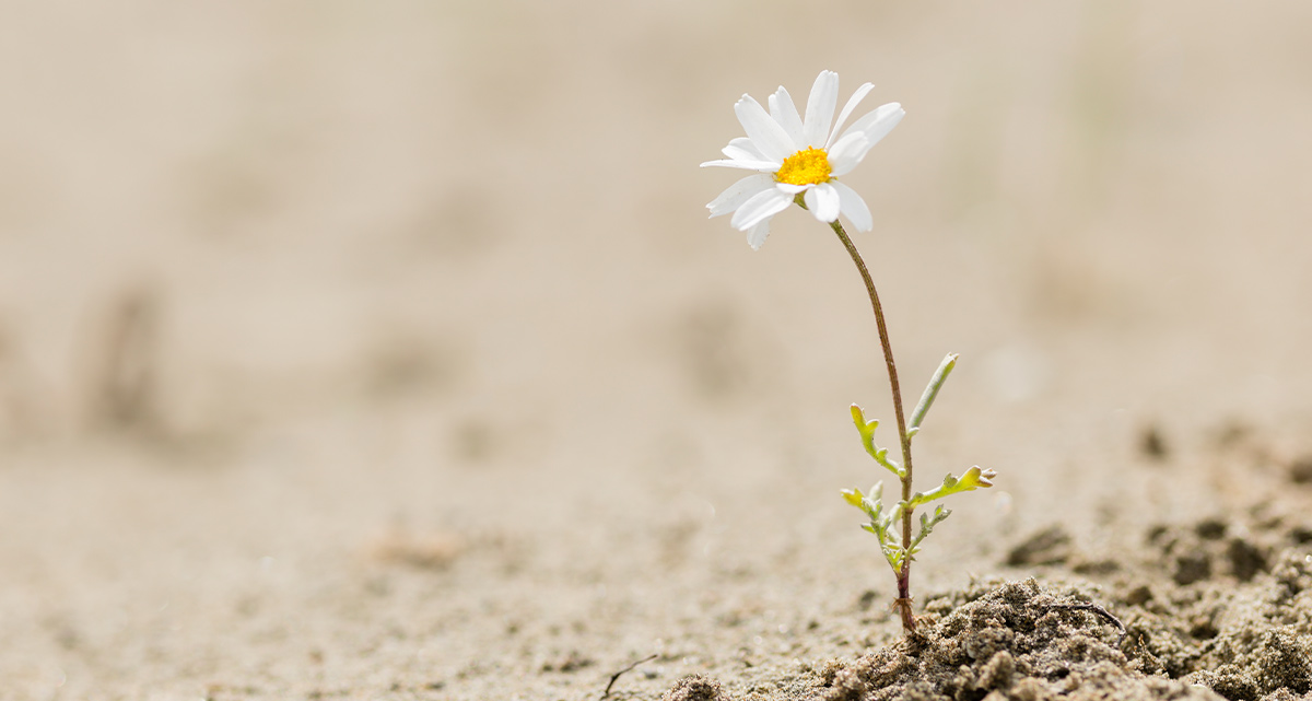 Single white daisy with a yellow center growing resiliently out of dry sand or barren ground, symbolizing hope and tenacity.